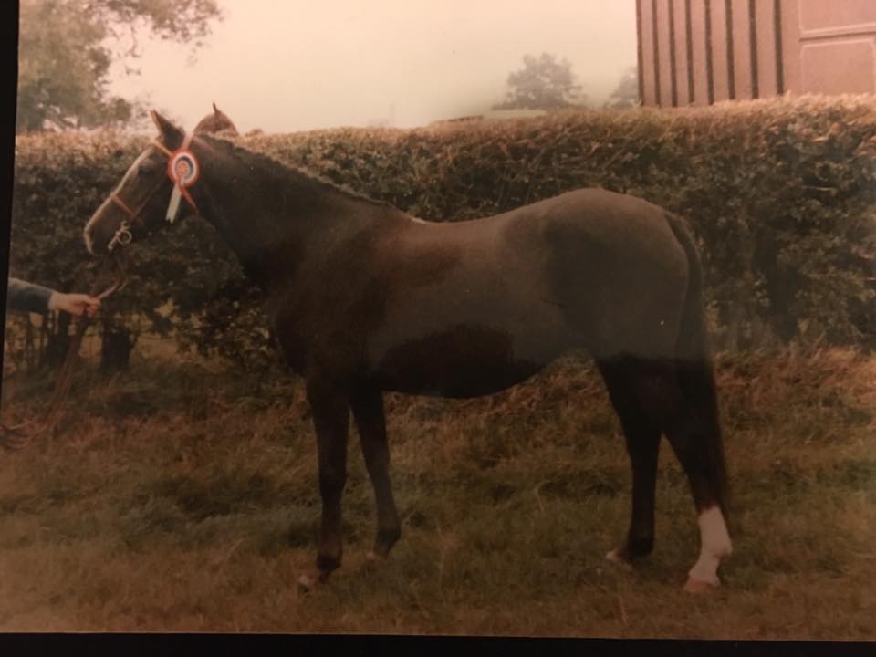 Twyford Picnic - Dam of Criffel Caliph